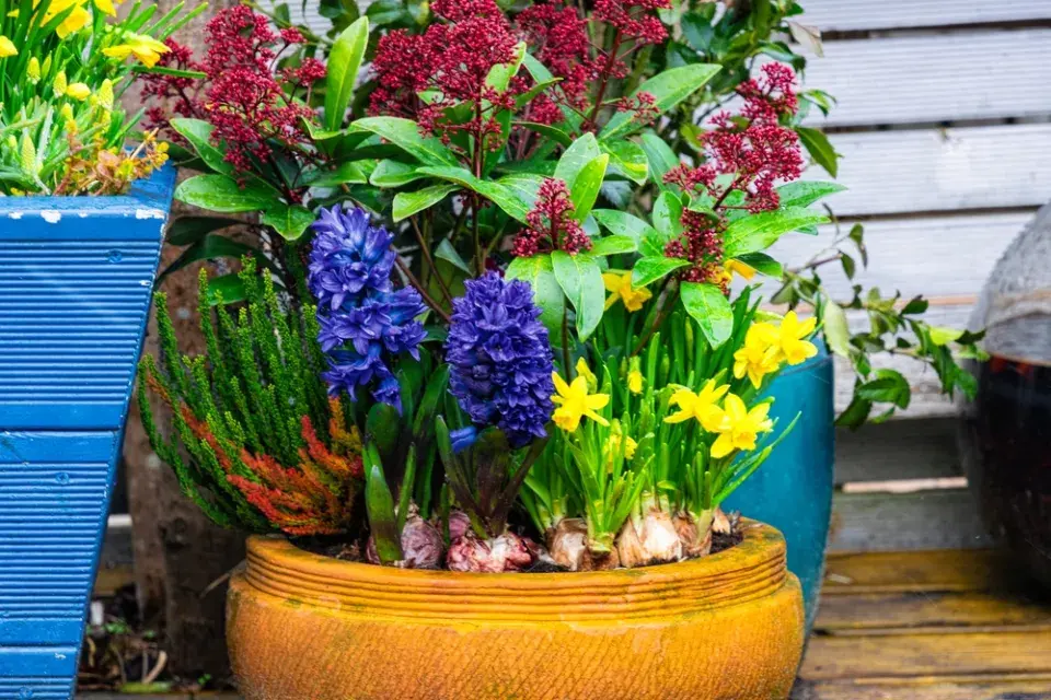 Cibuloviny v nádobě