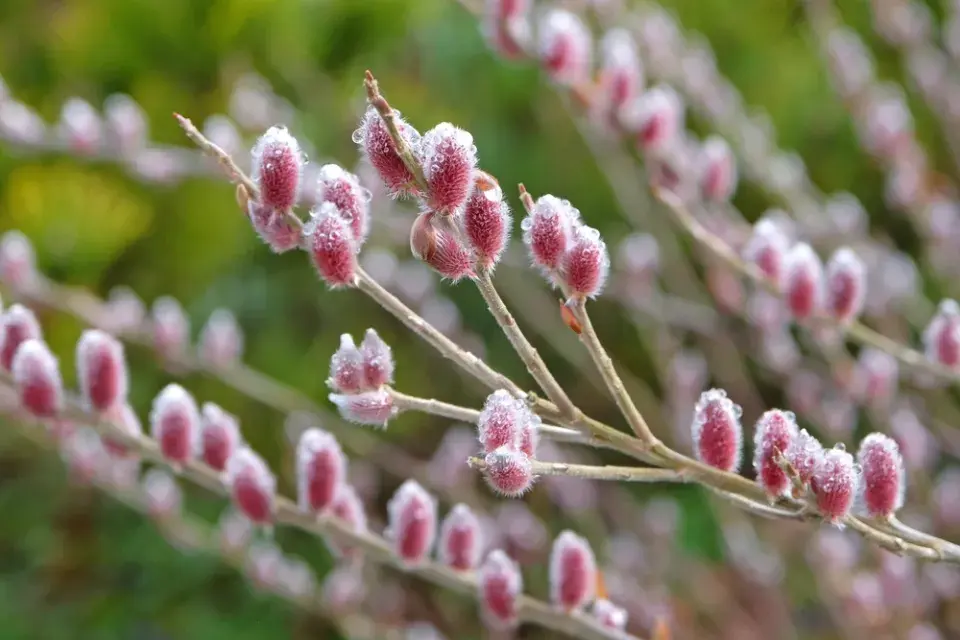 Kultivar vrby štíhlopestíkové