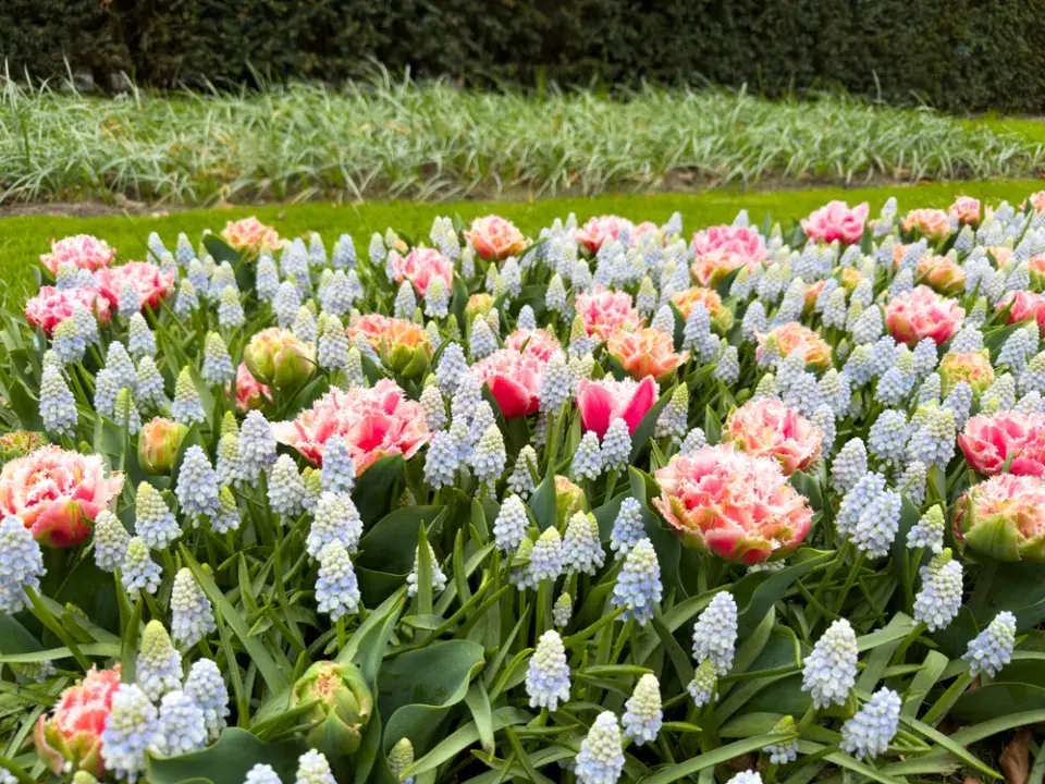 Modřenec a tulipán