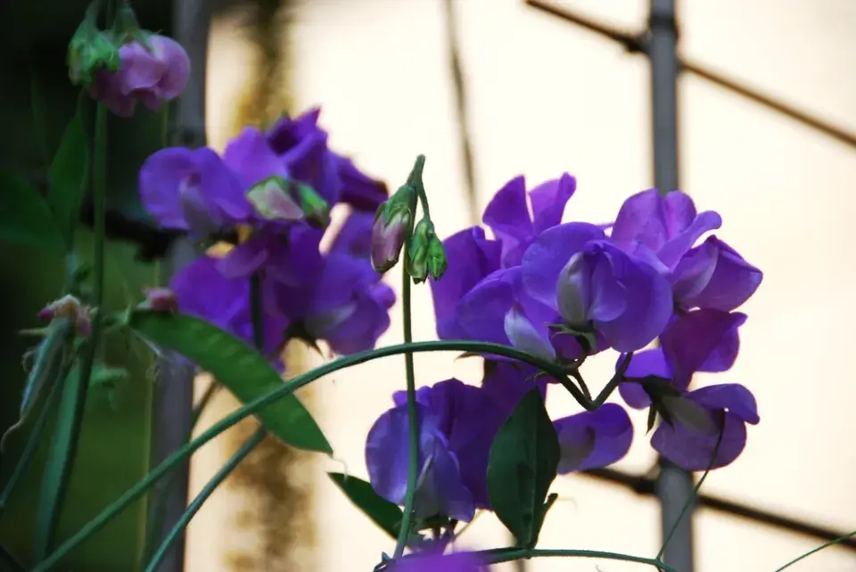 Pěstování na terase