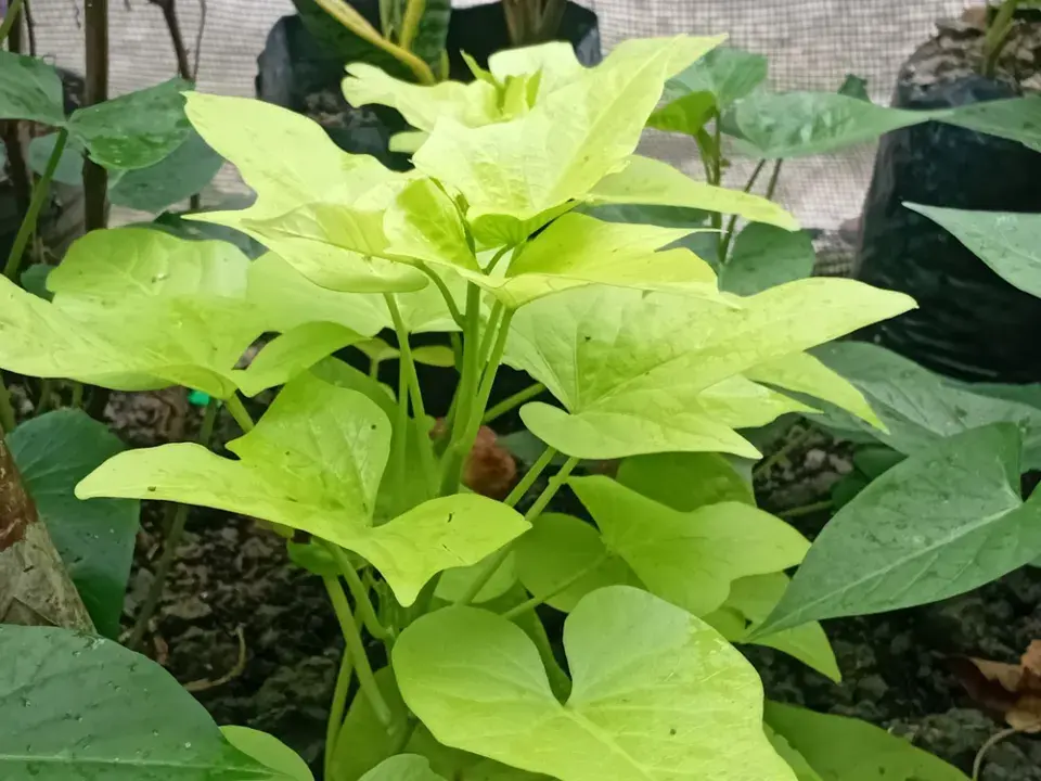 Pěstování na terase