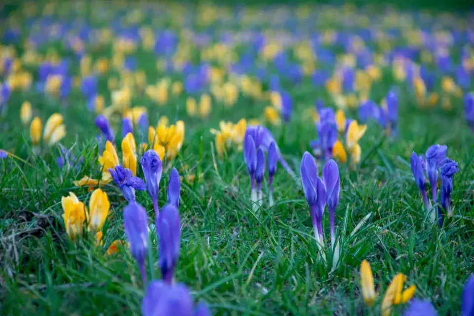Krokusy v trávníku