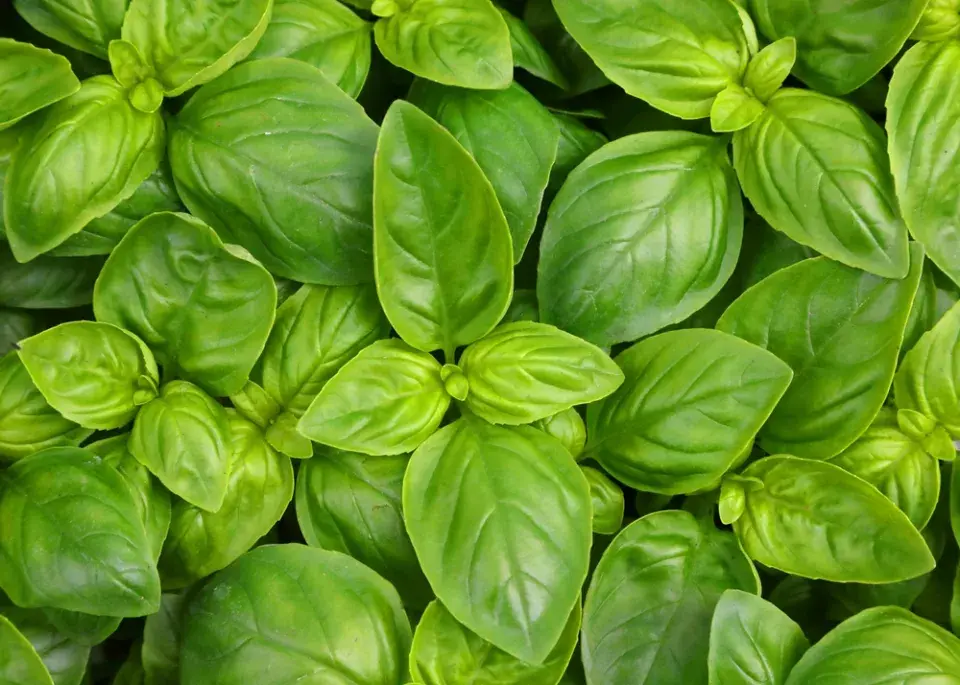 Bylinky na balkóně