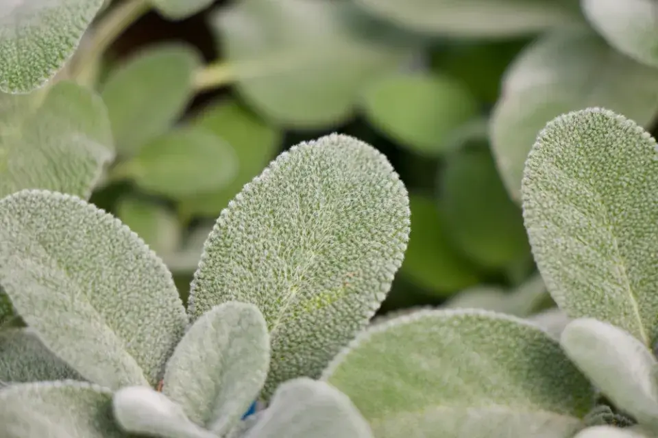 Bylinky na balkóně