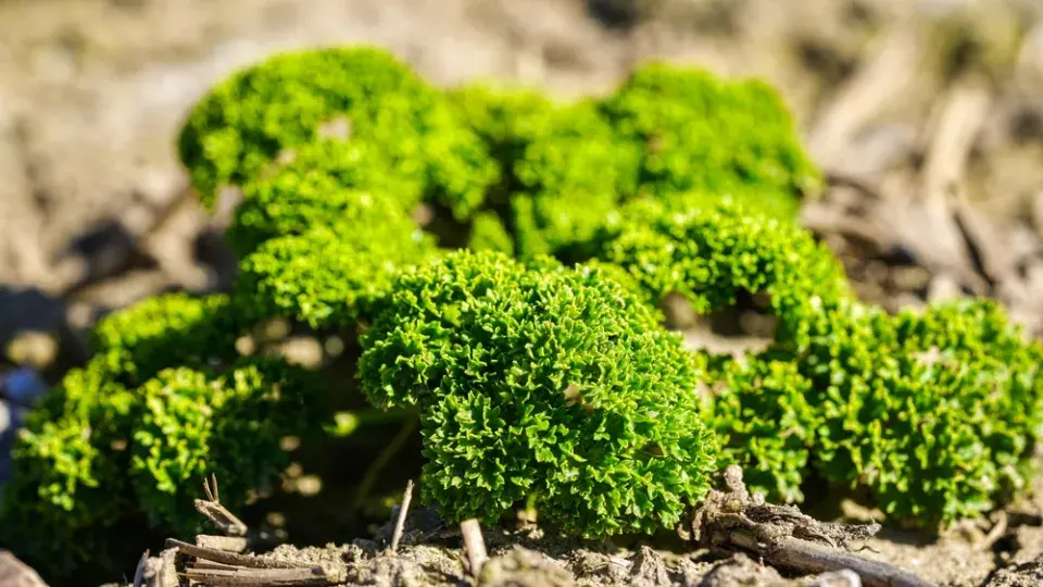 Bylinky na balkóně