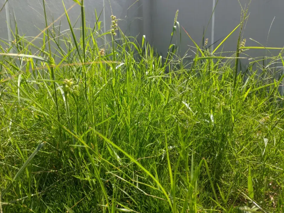 Přerostlé rostliny