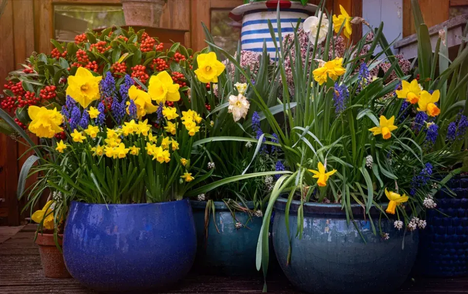 Narcisy a modřence v nádobě