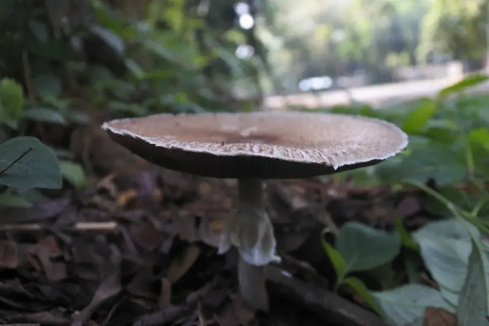 Houby v okrasné zahradě