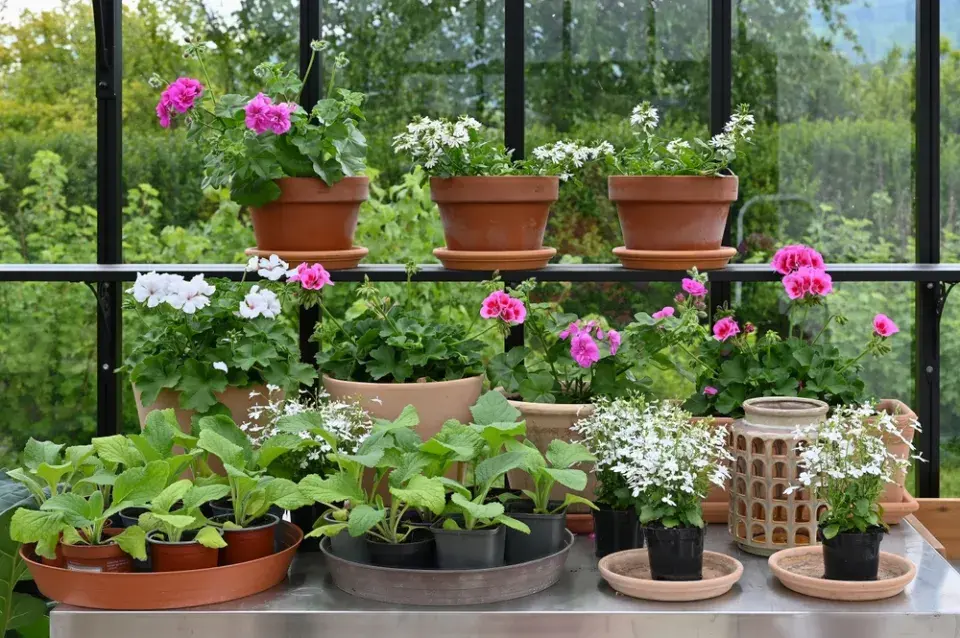 Pěstování na terase