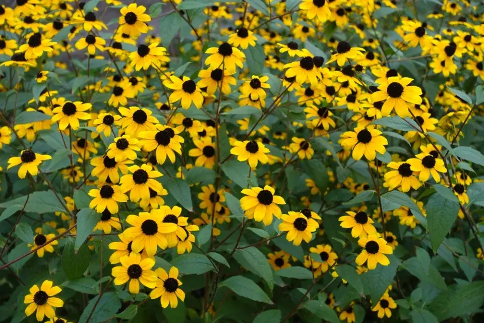Třapatka trojlaločná (Rudbeckia triloba)