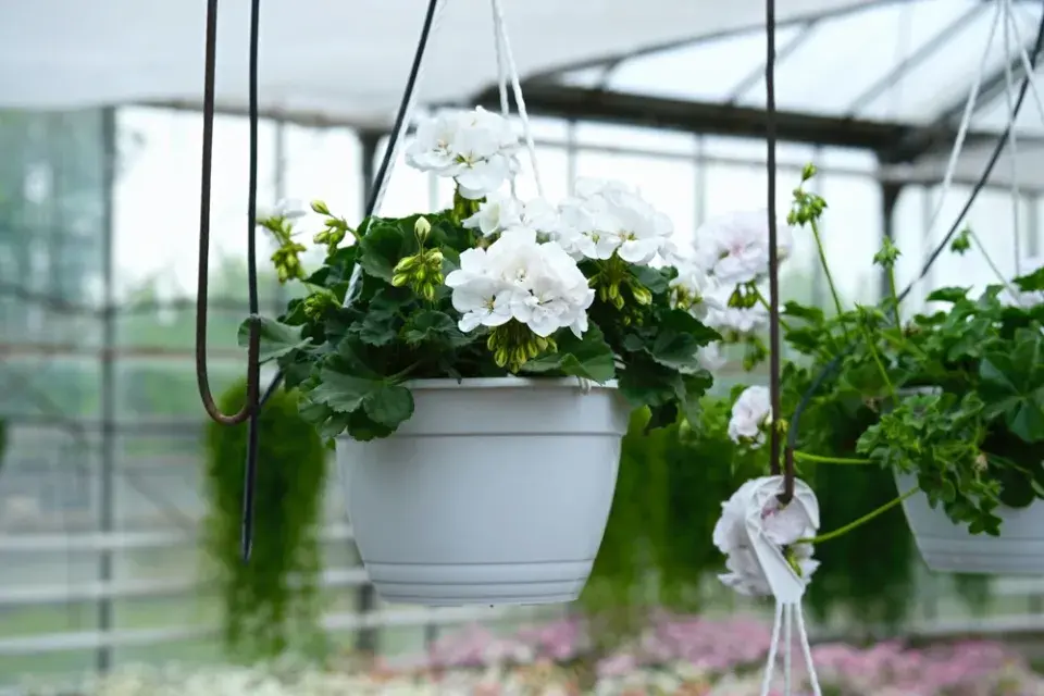 Pěstování na terase