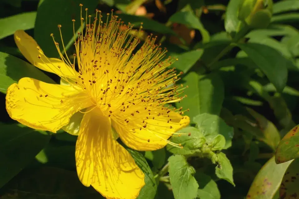 Třezalka kalíškatá (Hypericum calycinum)