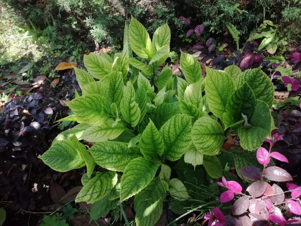 Přesazená hortenzie 