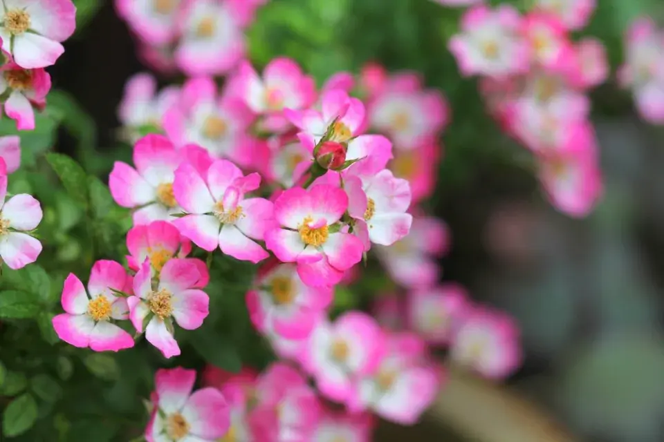 Trpasličí růže (Rosa ´Cutie Pie´)