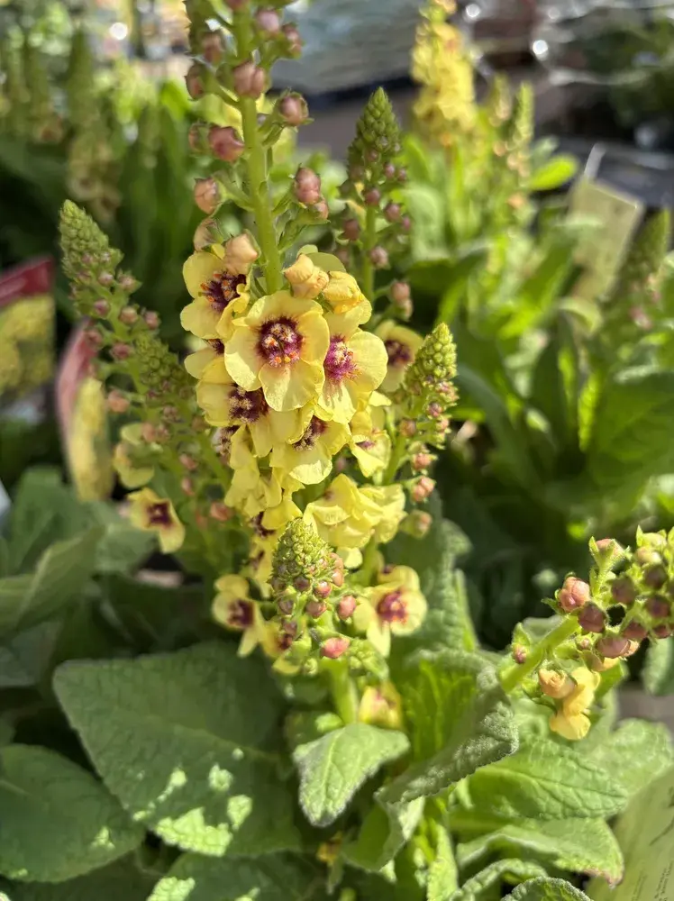 Divizna 'Dark Eyes' (Verbascum hybridum 'Dark Eyes') 