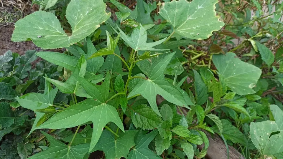 Pěstování na terase