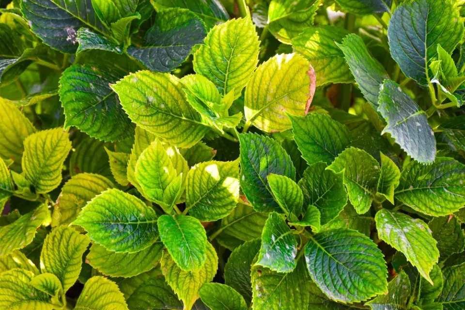 Hortenzie bez květů 