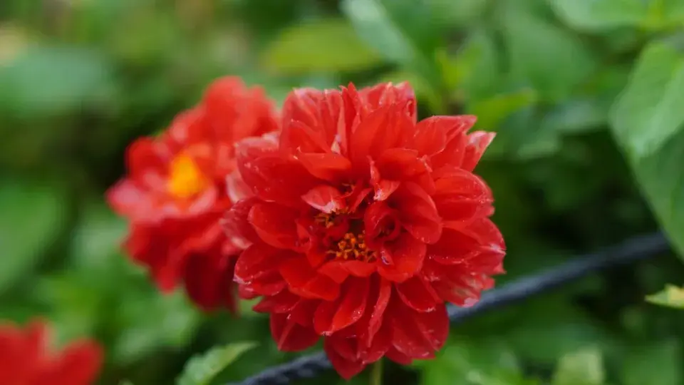 Jiřiny, slunečnice a floxy