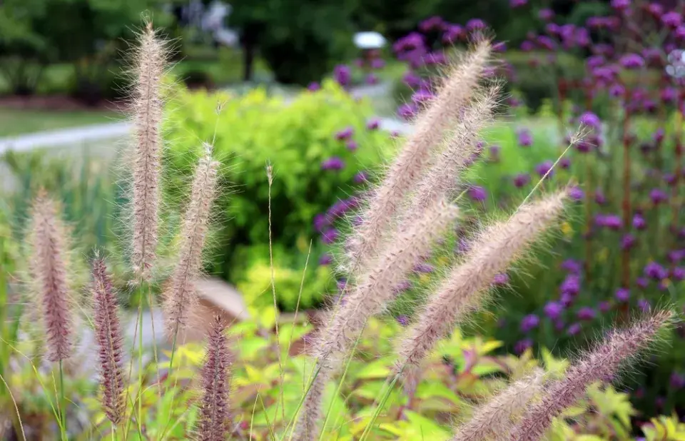 Dochan setý (Pennisetum setaceum)