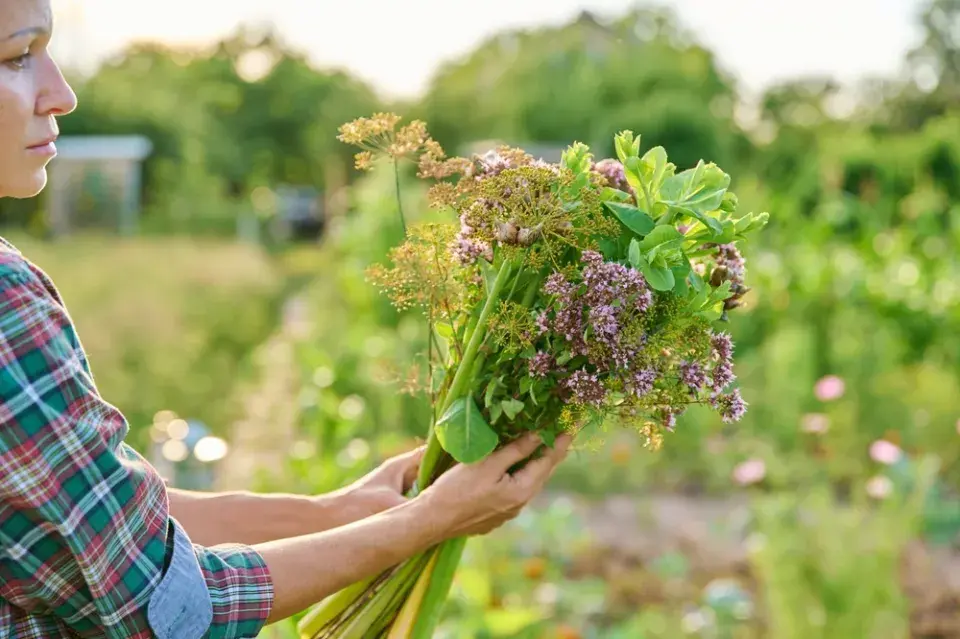 Kopr vonný (Anethum graveolens)