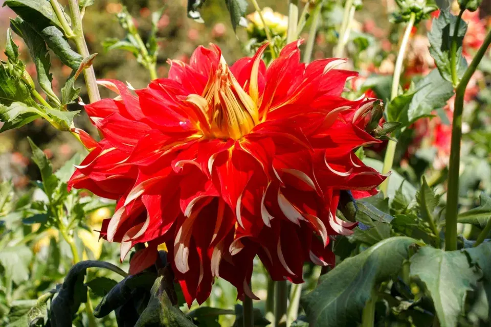 Jiřiny, slunečnice a floxy