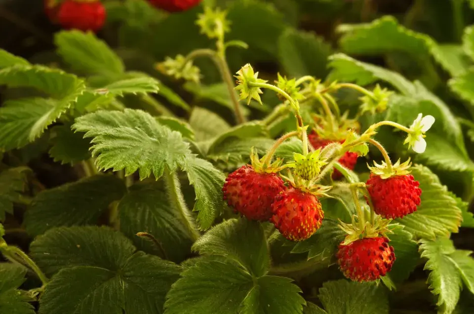 Měsíční jahody (Fragaria vesca var. semperflorens) 