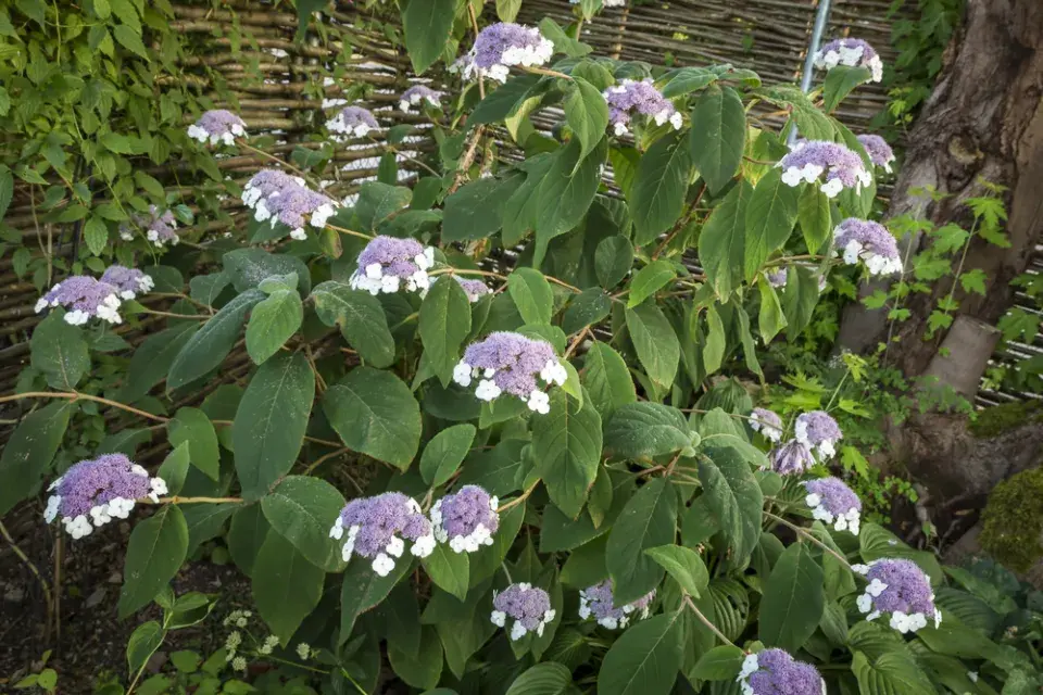 Hortenzie Sargentova (Hydrangea aspera ssp. sargentiana) 