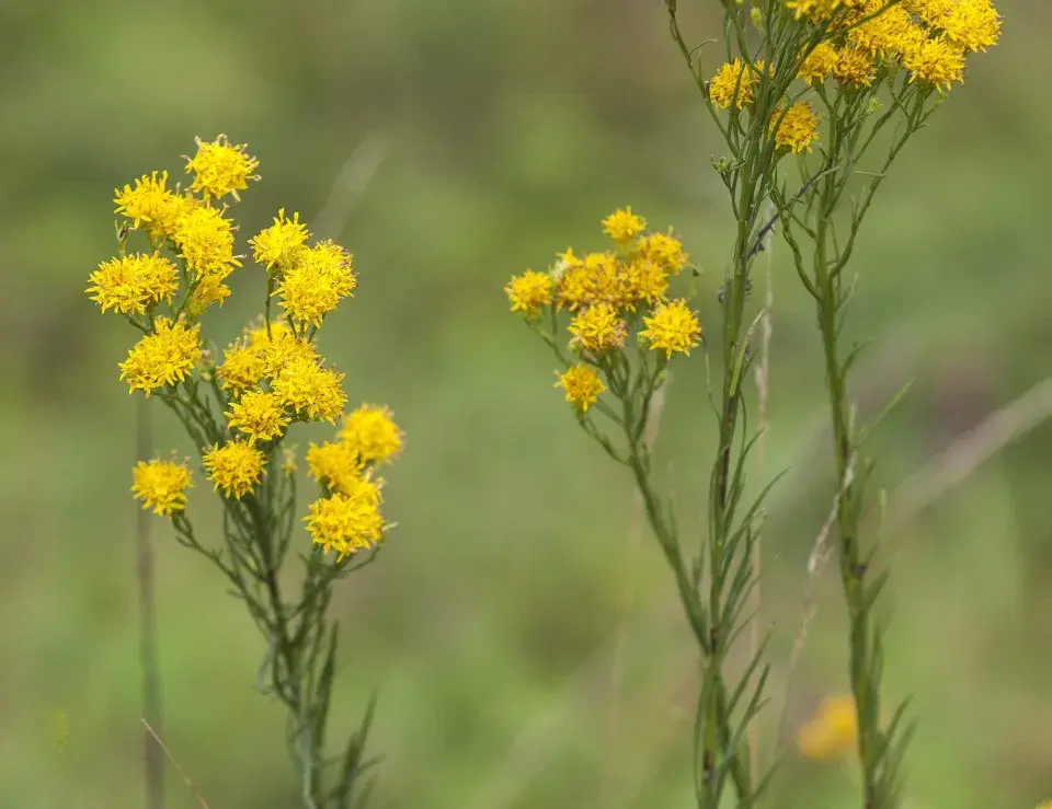 Hvězdnice zlatovlásek (Aster galatella linosyris) 