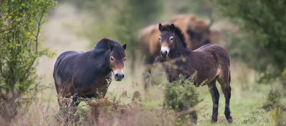 Přírodní rezervace v Miloticích