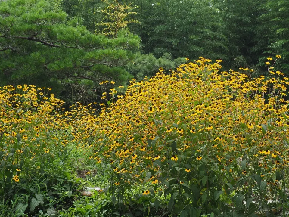 Třapatka trojlaločná (Rudbeckia triloba)