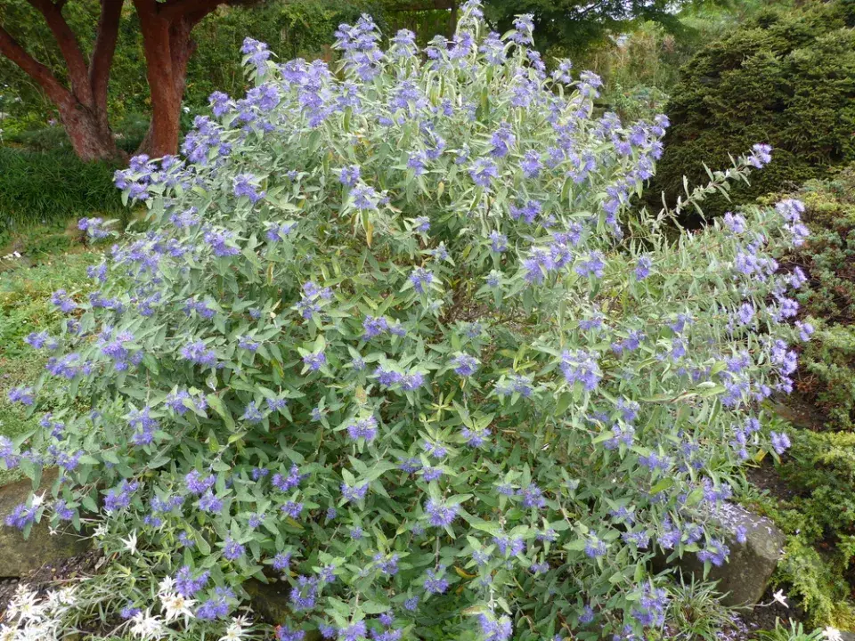 Ořechokřídlec clandonský (Caryopteris × clandonensis)