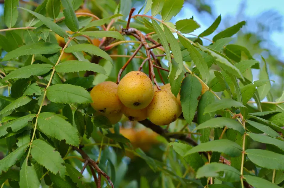 Jeřáb oskeruše (Sorbus domestica) 
