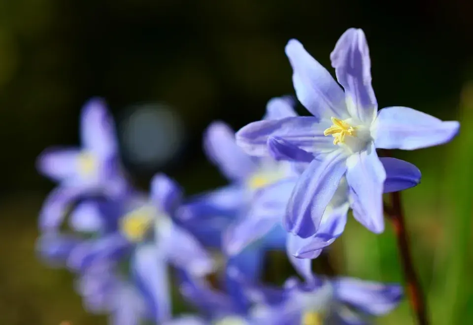 Ladoňka bleděmodrá (Chionodoxa forbesii)