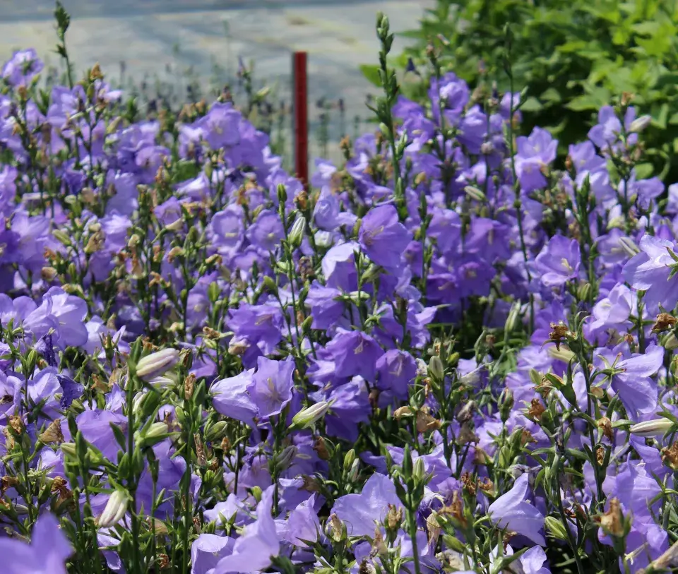 Zvonek broskvolistý (Campanula persicifolia)