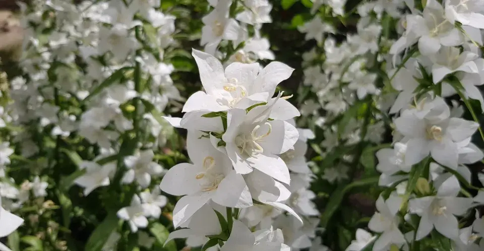 Zvonek broskvolistý (Campanula persicifolia)