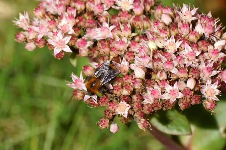 Rozchodníkovce (Hylotelephium) 