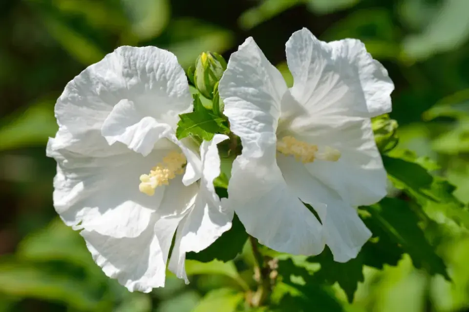 Ibišek syrský (Hibiscus syriacus) 