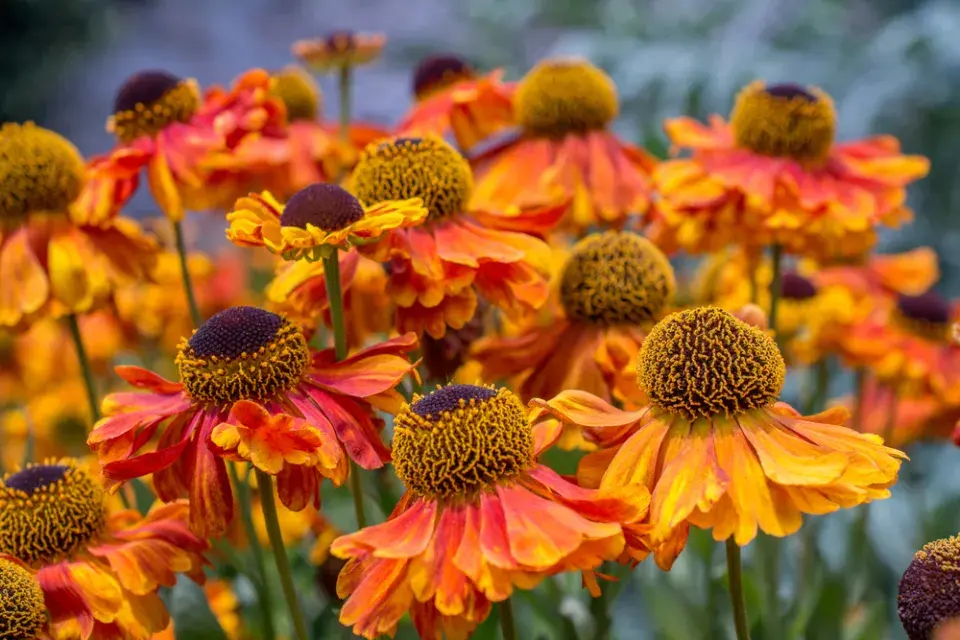 Záplevák (Helenium) 