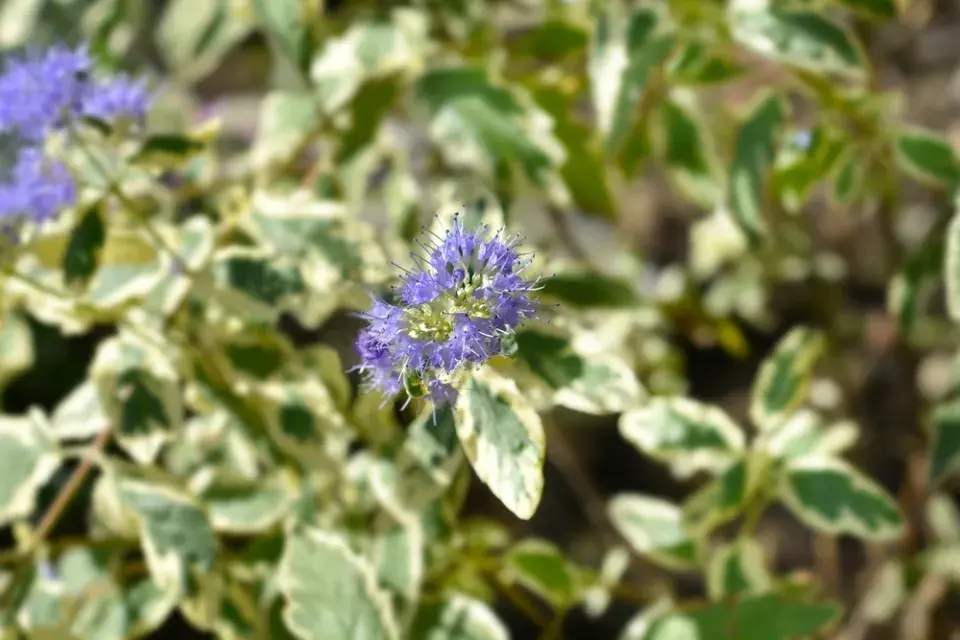 Ořechokřídlec clandonský (Caryopteris × clandonensis)
