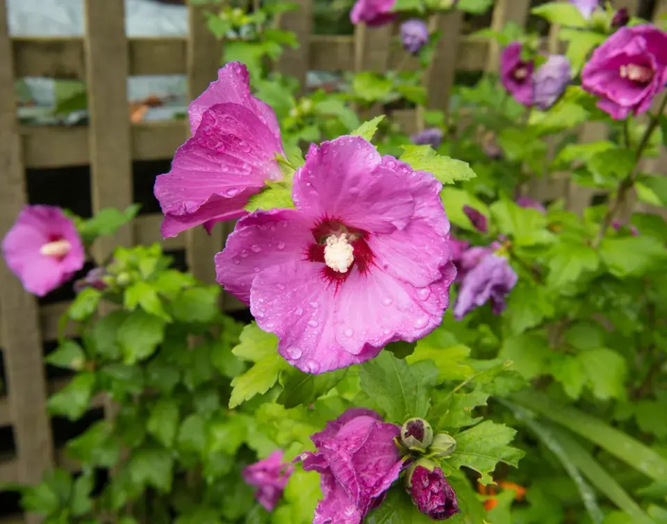 Ibišek syrský (Hibiscus syriacus) 