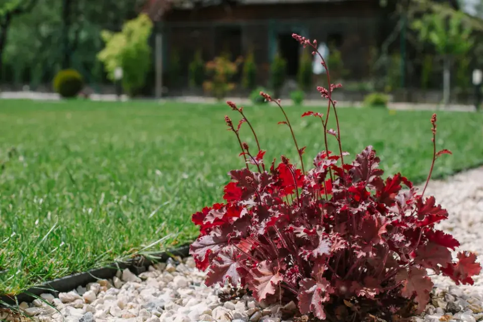 Pěstování podzimních rostlin v nádobách