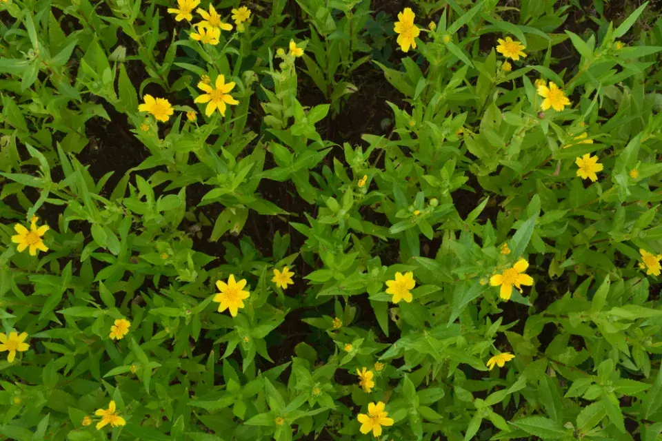 Mastňák habešský