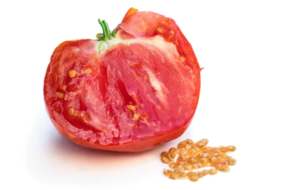 Rajčatová semínka