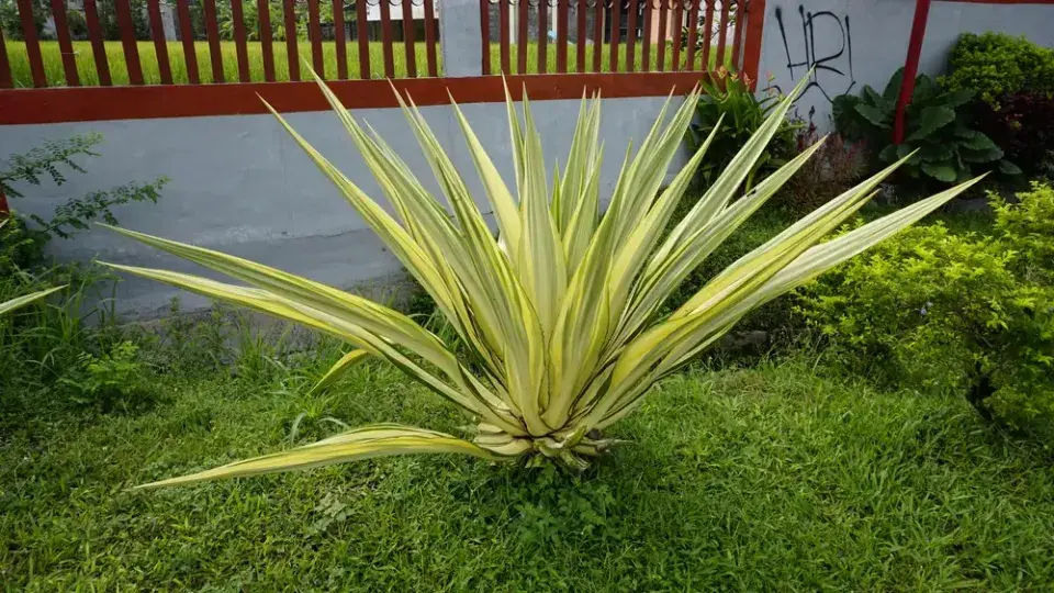 Juka vláknitá ´Golden Sword´