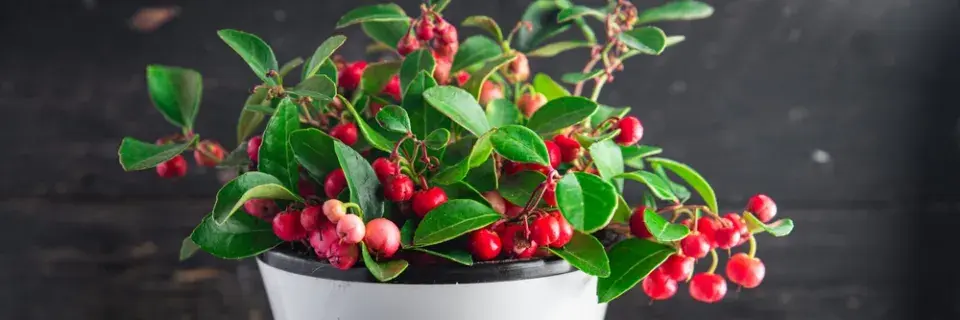 Pěstování podzimních rostlin v nádobách