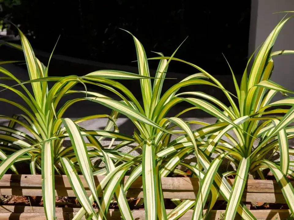 Juka vláknitá ´Golden Sword´