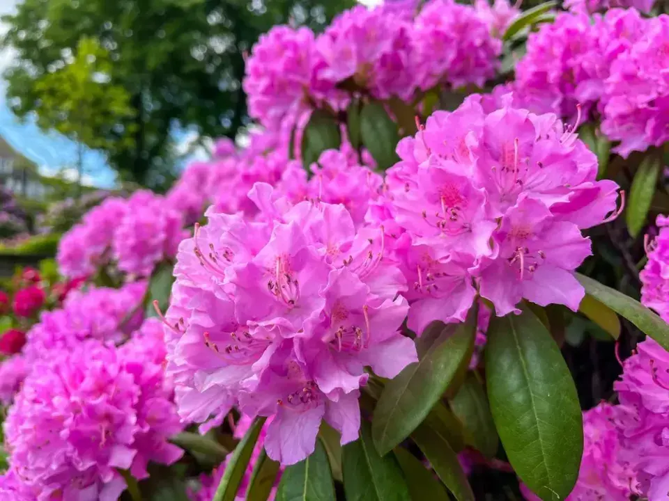 Rododendrony