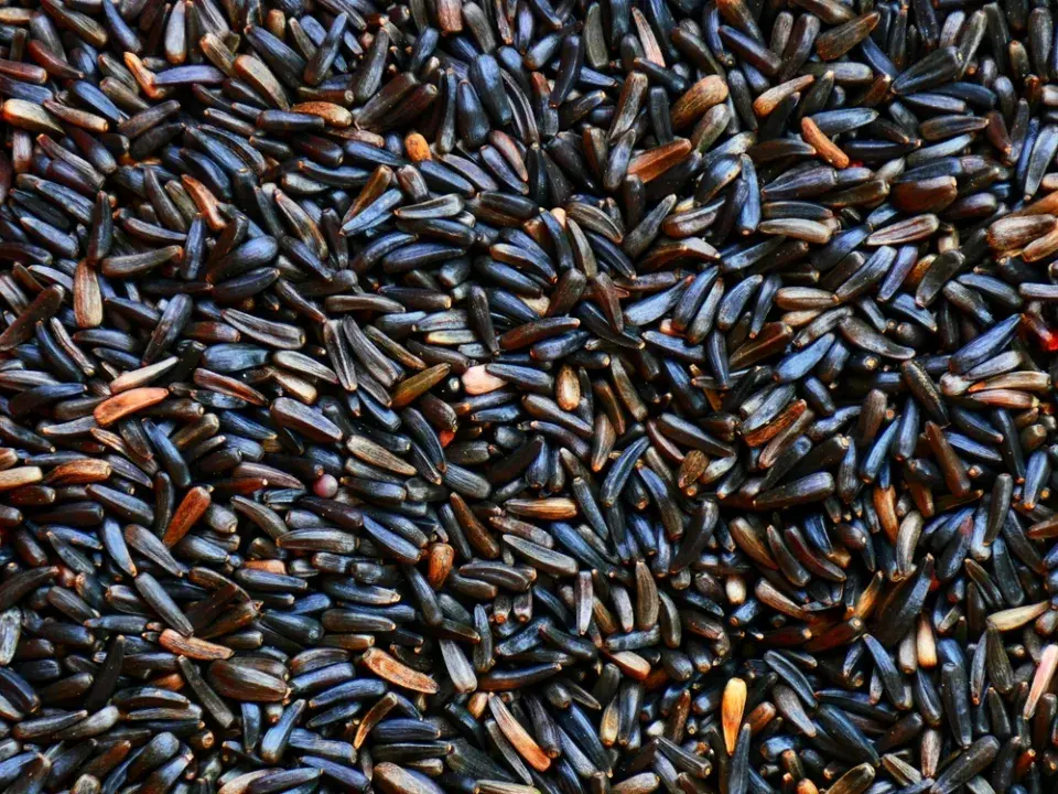 Mastňák habešský