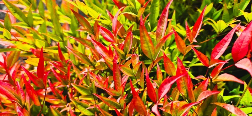 Pěstování podzimních rostlin v nádobách