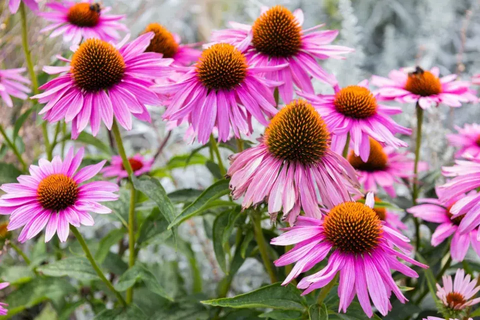 Echinacea